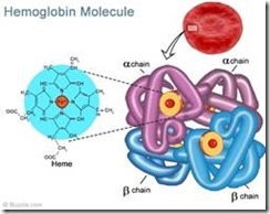 How to increase your Hemoglobin naturally