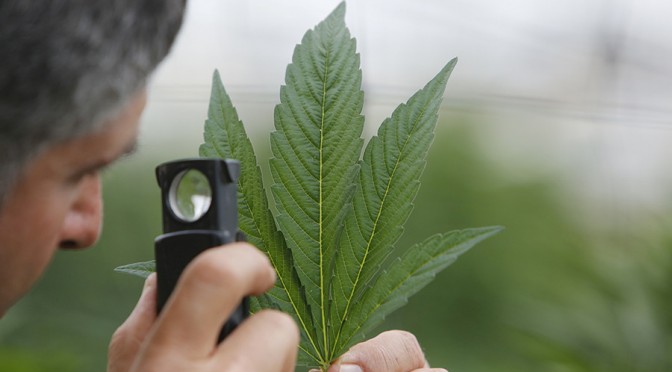 DEA Approves Synthetic Marijuana for Big Harma Co. against Legalization.