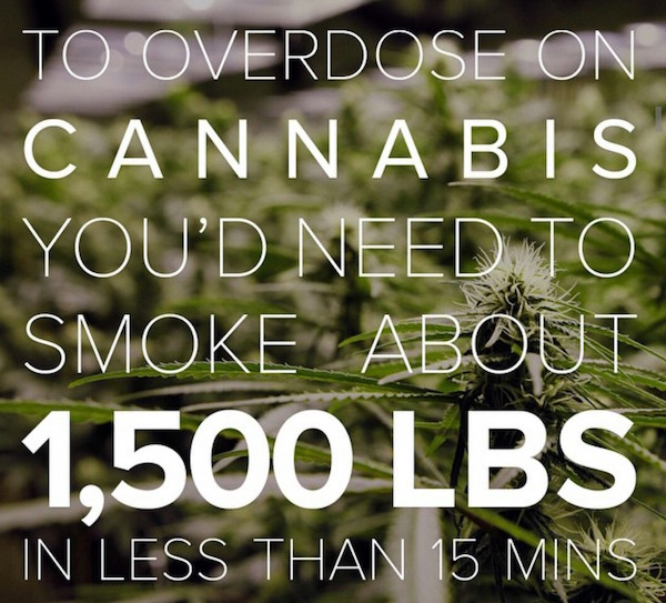 overdose on cannabis