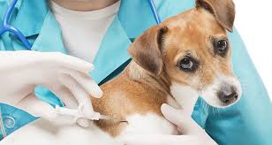 New Study Links Pet Deaths And Cancer To ‘Over-Vaccinating’