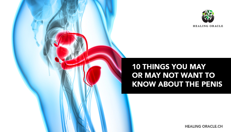 10 things you may or may not want to know about the male organ