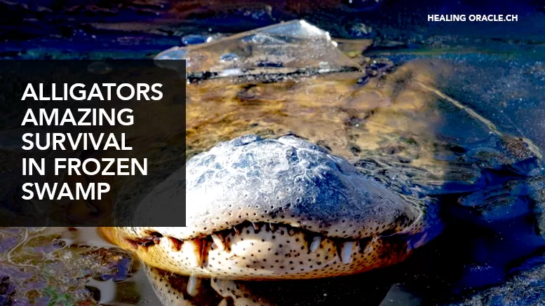 ALLIGATORS KNOW HOW TO SURVIVE IN FROZEN WATER