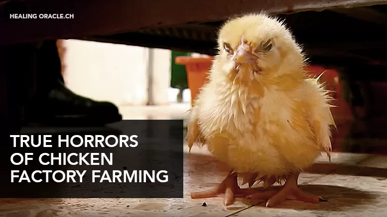 THE HORRORS OF MODERN CHICKEN FACTORY FARMING