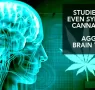 STUDIES SHOW EVEN SYNTHETIC CANNABIS CAN REDUCE AGGRESSIVE BRAIN TUMORS﻿, IMAGINE THE EFFECTS OF THE REAL THING