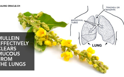 HAVING RESPIRATORY PROBLEMS? MULLEIN, IS MORE EFFECTIVE THAN ANTIBIOTICS & NO SIDE EFFECTS