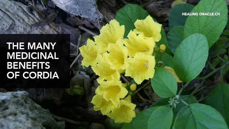 THE MANY MEDICINAL BENEFITS OF THE PLANT SPECIES CORDIA