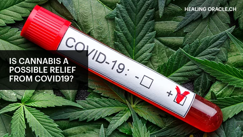 IS CANNABIS A POSSIBLE RELIEF FROM COVID19?