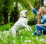 BEST PAL TALES: YOUR DOG CAN ‘SNIFF’ CANCER & OTHER DISEASES