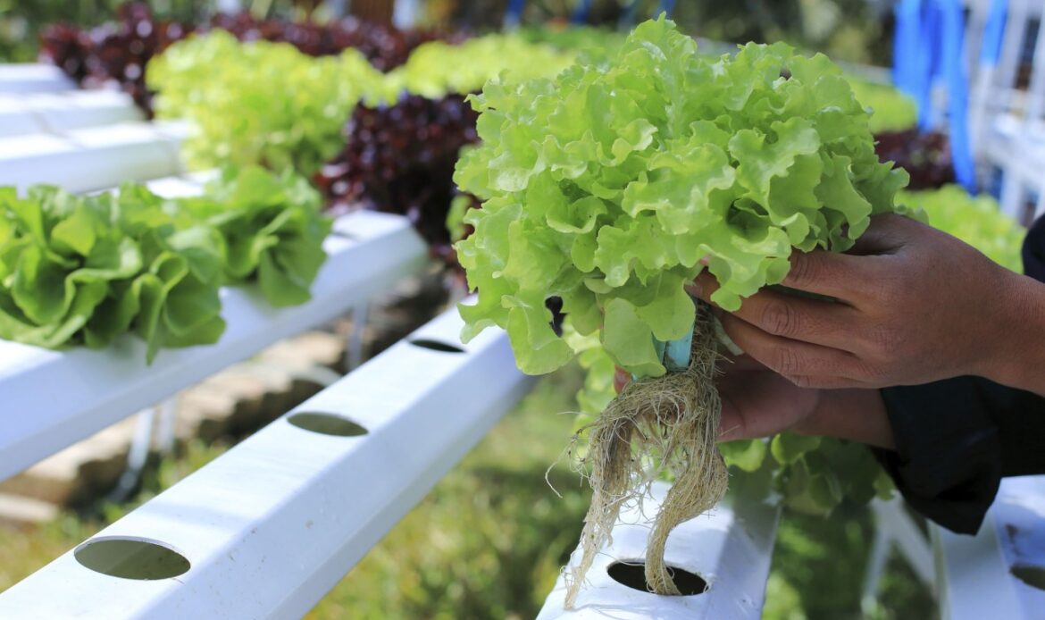 IS HYDROPONIC FARMING A SOLUTION TO THE GLOBAL FOOD PROBLEM?