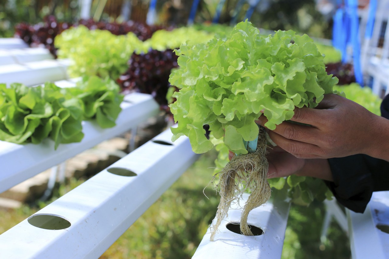 Hydroponic Farming A Solution To The Global Food Problem