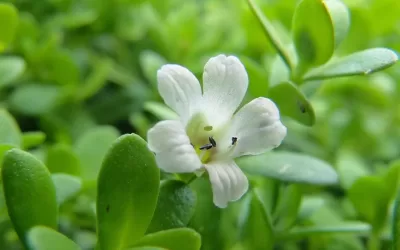 BRAHMI GHRITA COULD BENEFIT THOSE SUFFERING FROM AUTISM & ADHD
