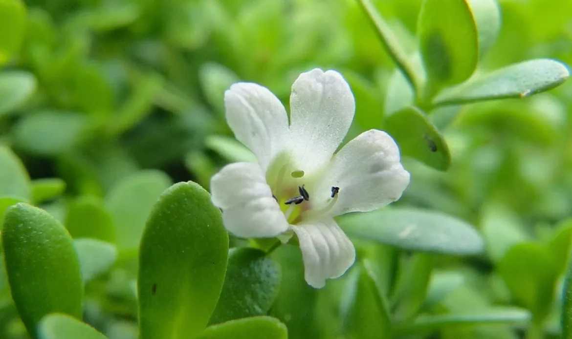 BRAHMI GHRITA COULD BENEFIT THOSE SUFFERING FROM AUTISM & ADHD