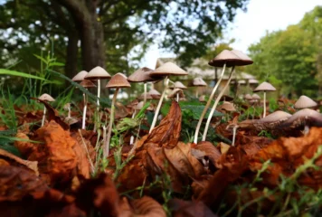 THERAPEUTIC PROPERTIES OF PSYCHEDELICS & MAGIC MUSHROOMS